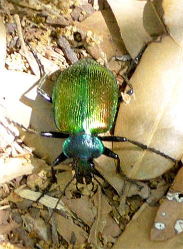 Calosoma  sycophanta (Coleoptera, Carabidae)